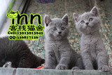 纯种外国猫 英国短毛猫宠物猫 蓝猫幼猫咪dd mm 猫咪公母猫 出售