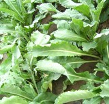 板蓝根种子 大叶青板兰根清热中药植物花卉阳台盆栽野菜种子