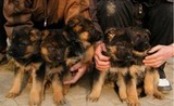 3家养纯种德国牧羊犬幼犬出售 黑背警犬护卫犬 高智商德牧犬d7