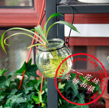 南瓜吊瓶/透明玻璃器皿水培容器插花瓶绿萝吊兰铜钱草种植瓶