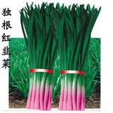 新货 寿光独根红韭菜种子 紫根韭菜种子 高产优质