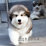 出售纯种巨型阿拉斯加雪橇犬幼犬/巨型银灰色阿拉斯加犬狗狗