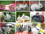 迷你宠物兔子兔兔活体兔子黄色主兔小白兔道奇兔猫猫兔邮包活