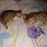 ★家庭式繁殖★ 孟加拉豹猫  家养纯种猫，宠物豹猫
