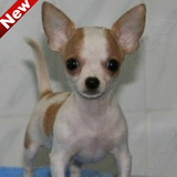 北京大眼睛超小体墨西哥吉娃娃幼犬出售 纯种袖珍苹果头宠物狗狗