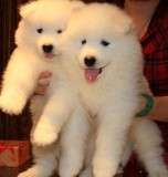 重庆出售纯种微笑天使萨摩幼犬 赛级欧版萨摩耶犬 宠物狗狗5