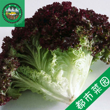 【蔬菜满98包邮】都市菜园精品蔬菜红叶生菜沙拉蔬菜250g同城配送