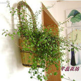 壁挂式花篮 吊篮室内盆栽绿植花卉植物垂吊吊兰花盆