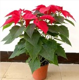 室内外盆栽净化空气盆栽植物:一品红苗 万年红 红红火火观叶植物