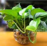 盆栽花卉 水培花卉（绿萝吊兰）室内防辐射绿植 净化空气植物