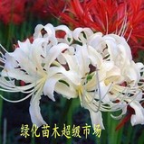 四季盆栽花卉植物/彼岸花种子白色彼岸花石蒜种球 曼珠沙华种子