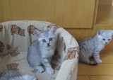 CFA注册猫舍活体 英国短毛猫 蓝猫 渐层色 超萌 超可爱