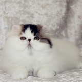 赛级活体出售 CFA加菲猫/异国短毛猫 纯种宠物 银梵色