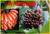 新鲜水果红皮香蕉 自然熟红香蕉，绿色食品，无催熟剂营养价值高
