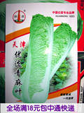 阳台种菜 蔬菜种子 优青麻叶大白菜种子抗病能力强 高产天津特产