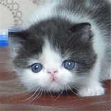 加菲猫出售cfa纯种加菲猫宠物异国短毛猫大眼奶牛黑白加菲猫种公