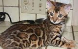 孟加拉豹猫 幼猫3月出售 豹纹大豹点,大理石后代