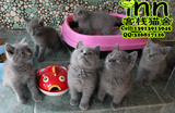 纯种英国短毛猫 英短蓝猫/宠物猫活体 全国空运 南京客栈猫舍猫店