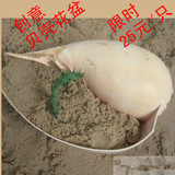 超大海螺贝壳 可做创意鱼缸 盆栽吊兰花盆 卷贝鱼虾孵化窝