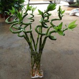 水养转运竹开运竹水培观音竹弯竹办公室桌面盆栽富贵竹花卉绿植物