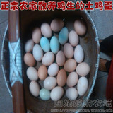【四姑娘农场】农家散养土鸡蛋草鸡蛋柴鸡蛋觅野外天然食土特产