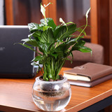 水培植物白掌 办公室内桌面盆景 吸甲醛净化空气 创意绿植盆栽