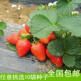 阳台盆栽多年生草莓种子 奶油水果草莓籽 观果植物四季播种约50粒