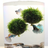 莫丝鱼缸装饰水草造景活体悬浮球真莫斯浮萍草植物水藻懒人水族箱