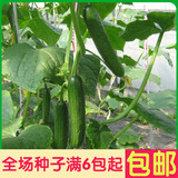 花青大吊瓜 黄瓜菜籽 四季种植蔬菜种子 阳台种菜 盆栽 高出芽率