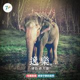 七加旅行 清迈骑大象一日游 美莎大象营 泰国旅游自由行丛林飞跃
