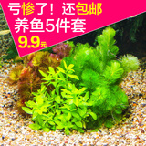 奇溢自然 鱼缸造景水草 活体水草绿菊花 水族箱装饰植物