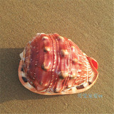 四大名螺13-15cm超大天然海螺贝壳万宝螺装饰摆件礼物地中海实拍