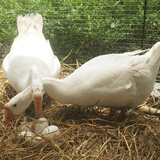 6枚苏北农家散养草鹅蛋、土鹅蛋新鲜有机，去胎毒