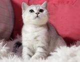 已订出新家吉林 纯种 苏格兰银渐层折耳猫 英国短毛猫 幼猫立耳MM