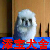 出售纯种京巴犬/北京狗/活体宠物狗狗北京犬幼犬/家庭犬小型犬35
