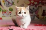 加菲猫宠物猫咪/异国短毛猫/家养纯种短毛/幼猫活体mm