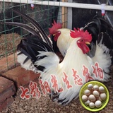 元宝鸡、观赏鸡、矮脚鸡、元宝鸡各种受精种蛋 。极品泰国桂鸡