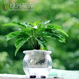 绿洲 居家室内桌面创意植物 孔雀竹芋绿植盆栽 净化空气 可水培