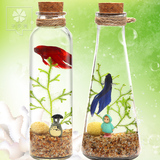苔藓微景观生态瓶桌面玻璃盆栽创意迷你造景瓶玻璃瓶迷你鱼缸水族