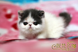 【靓梵名猫】美国CFA注册异国短毛猫 加菲猫 纯种猫 宠物猫波斯猫