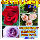 进口玫瑰花种子四季播种玫瑰种子花卉绿植盆栽赛蔷薇月季50粒