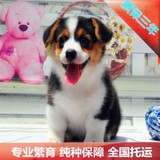 特价出售纯种威尔士柯基犬宠物狗幼犬出售犬舍保障支持北京可送货