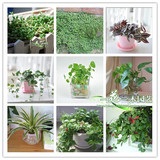 室内花卉盆栽净化空气吸甲醛植物垂盆草土培/水培吊兰多品种可选