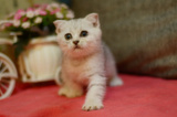 (广州新家)家养纯种宠物猫咪 苏格兰折耳猫 银渐层银虎斑弟弟