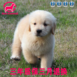 金毛犬幼犬出售 大型纯种猎犬宠物狗 温顺无攻击性适合家养狗狗