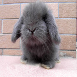 圣诞节礼物宠物兔子活体 纯种荷兰垂耳兔活体 盖脸猫猫兔兔宝宝