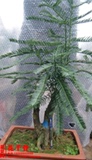 红豆杉盆栽室内防辐射除甲醛净化空气绿植花卉水培植物盆景