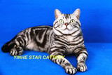 银河名猫苑 CFA 美国短毛猫 银虎斑标准斑 美短 dd 男孩