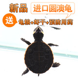 乌龟 宠物龟活体 水龟 素食龟 龟苗 观赏龟 半水龟 圆澳龟 陆龟