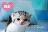 【小雏菊猫屋】美国短毛猫幼猫 美短银虎斑高白/加白弟弟 起司猫